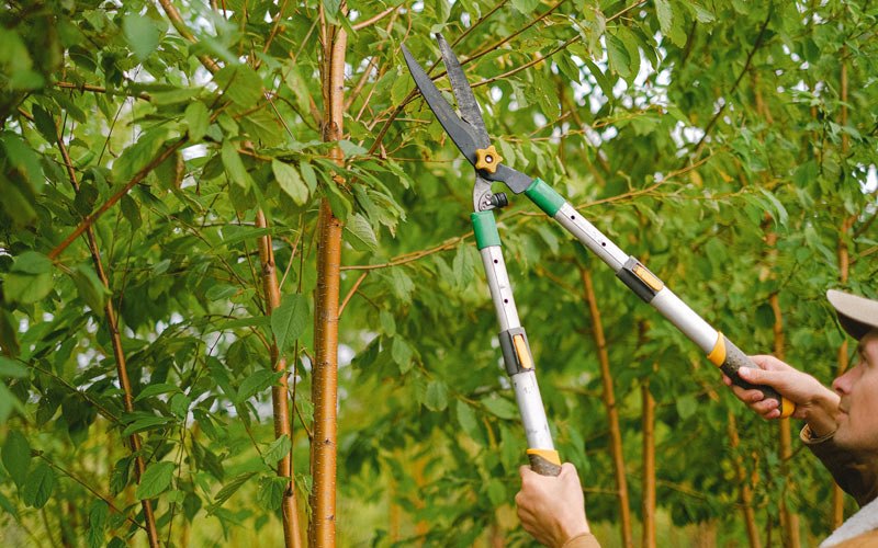 Tree trimming in Earlville, IL
